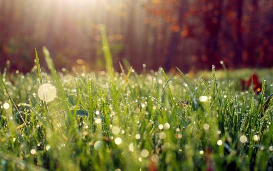 wet-grass-in-the-morning-light-wallpaper-28387